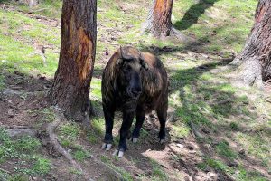 Takin – The National Animal Of Bhutan