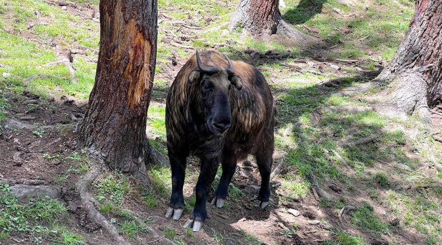 Takin – The National Animal Of Bhutan