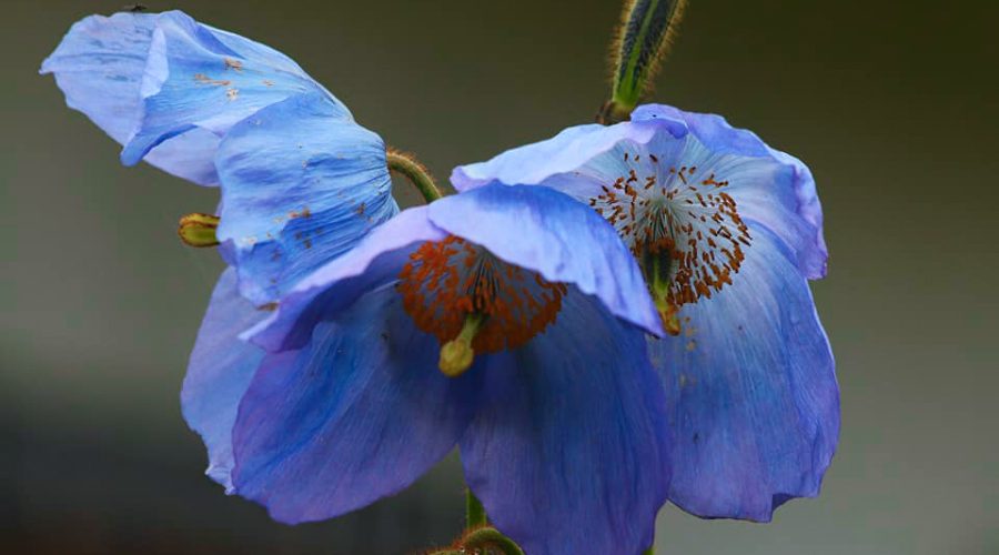 Blue Poppy – The National Flower Of Bhutan