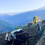Nabji Korphu Trek 3