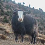 Soi Yaksa Trek 3